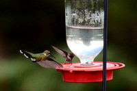 Hummingbirds 22-Jul-16