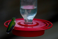 Hummingbirds 2011
