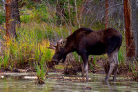 Colorado Bull Moose Sep 2010