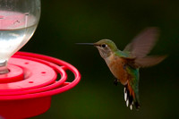 Hummingbirds 2010