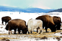 Bison South Park 17-19 Feb 2019