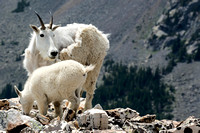 Mountain Goats - Quandary Peak 5 Aug 2017