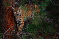 Bobcat & Fawns July 2014